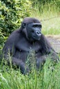 Western lowland gorilla, sitting in the gras